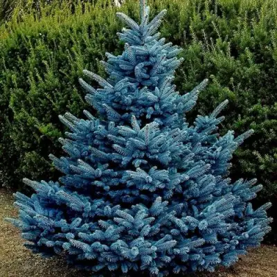 Ель МАДЖЕСТИК БЛЮ колючая в Сморгони