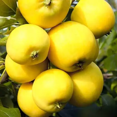 Яблоня УРАЛЬСКОЕ НАЛИВНОЕ в Сморгони