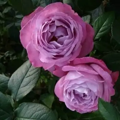 Роза АКВА чайно-гибридная в Сморгони