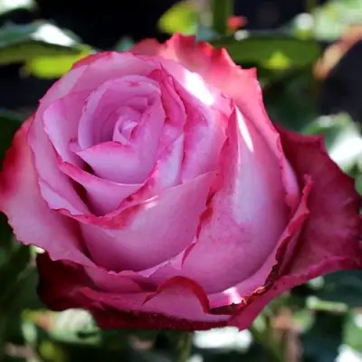 Роза ДИП ВОТЕР чайно-гибридная в Сморгони