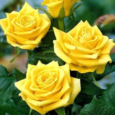 Роза ПАПИЛОН чайно-гибридная в Сморгони