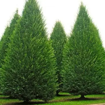 Граб  в Сморгони