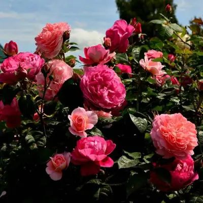 Роза ОЛЬГА шраб в Сморгони