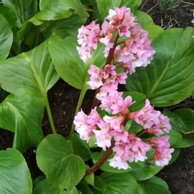 Бадан БЭБИ ДОЛЛ в Сморгони