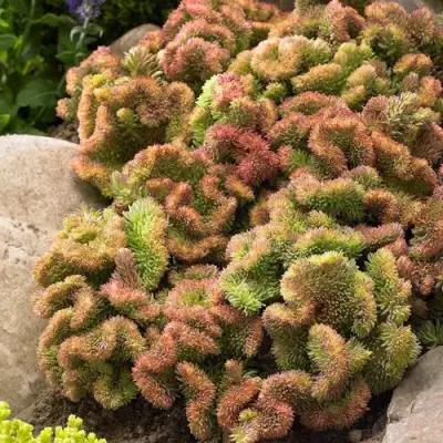 Очиток (седум) КРИСТАТУМ отогнутый в Сморгони