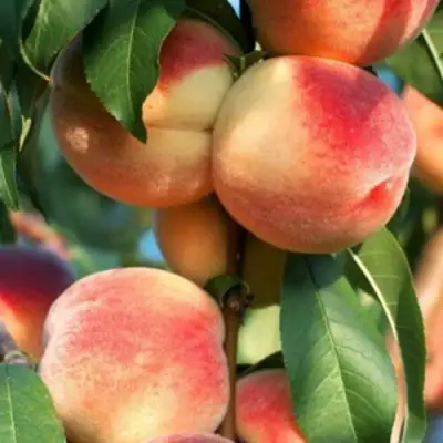 Персик ЛОЙКО 2 в Сморгони