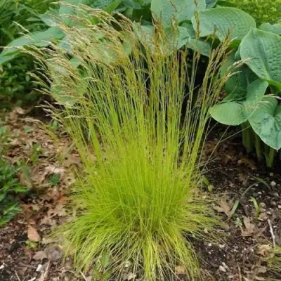 Щучка ТАТРА ГОЛД извилистая в Сморгони