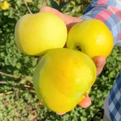 Яблоня КАЛУЖАНКА в Сморгони