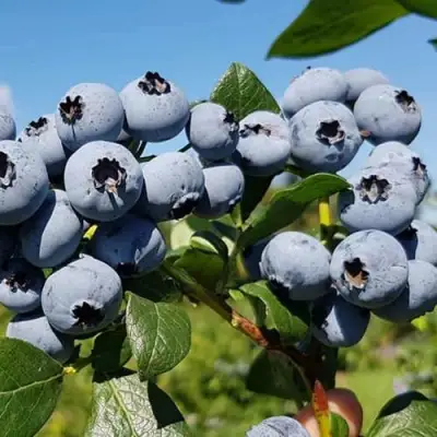 Голубика НЕЛЬСОН в Сморгони
