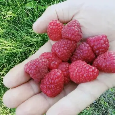 Малина ПОЛЬКА (ПОЛКА) в Сморгони