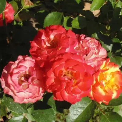 Роза ТАЙФУН спрей в Сморгони