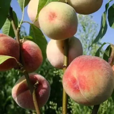 Персик ДОНЕЦКИЙ БЕЛЫЙ в Сморгони