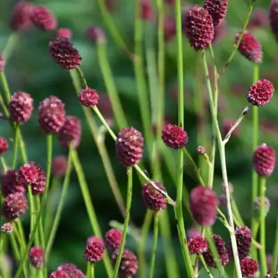 Кровохлебка ЧОКОЛАТ ТИП в Сморгони