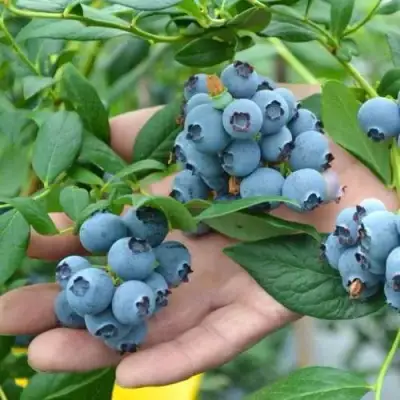 Голубика ТОРО в Сморгони