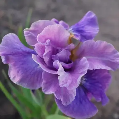Ирис ХЭВИНГ ФАН сибирский в Сморгони