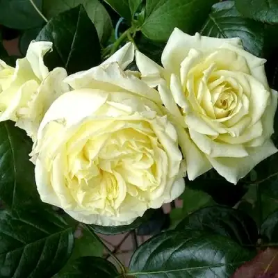 Роза ЭЛЬФ плетистая в Сморгони