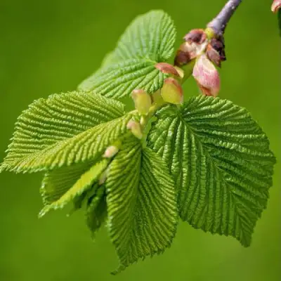 Вяз обыкновенный в Сморгони