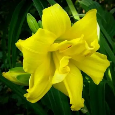 Лилейник ДАБЛ РИВЕР ВАЙ гибридный в Сморгони