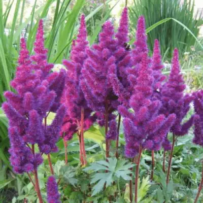 Астильба БЛЭК ЭНД БЛУ китайская в Сморгони