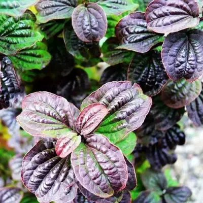 Дерен КОМПРЕССА кроваво-красный в Сморгони