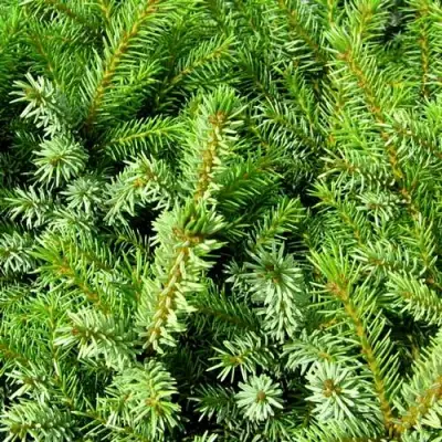 Ель НАНА сербская в Сморгони