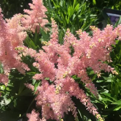 Астильба БРЕССИНГЕМ БЬЮТИ Арендса в Сморгони