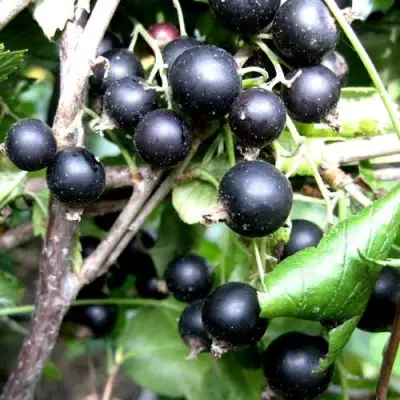 Смородина чёрная НЕСТЕР КОЗИН в Сморгони