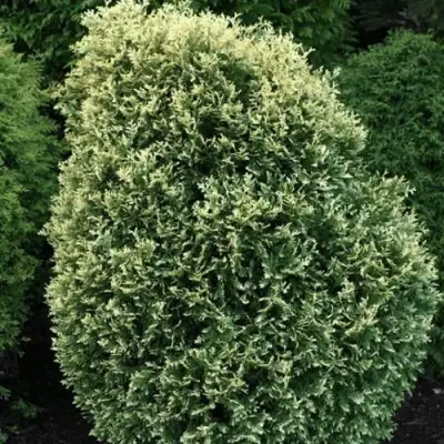 Туя ЛИТОМИШИЛ западная в Сморгони