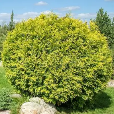 Туя ГОЛДЕН ГЛОБ западная в Сморгони