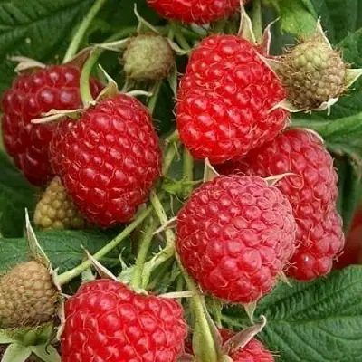 Малина ГЛЕН АМПЛ в Сморгони