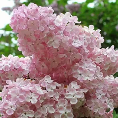 Сирень ВЕЧЕРНИЙ ЗВОН в Сморгони