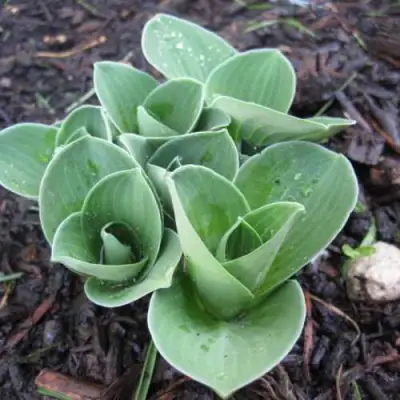 Хоста МОНСТЕР ИРЗ гибридная в Сморгони