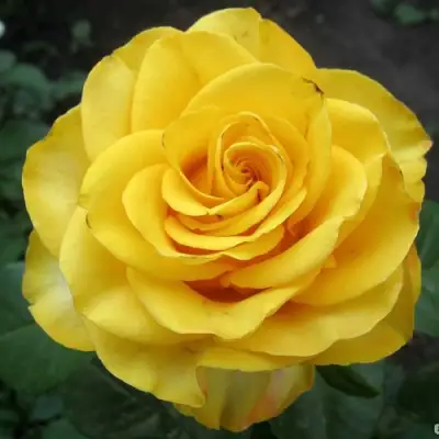 Роза КЕРИО чайно-гибридная в Сморгони