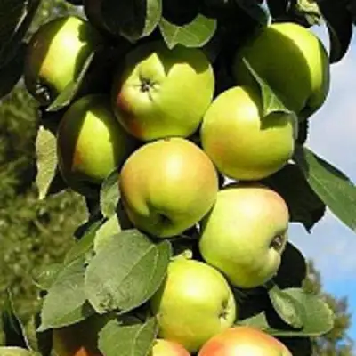 Яблоня ПРЕЗИДЕНТ колонновидная в Сморгони