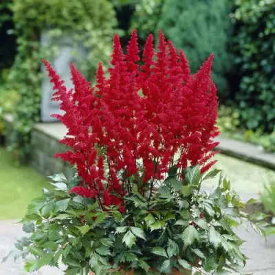 Астильба СПАРТАН Арендса в Сморгони