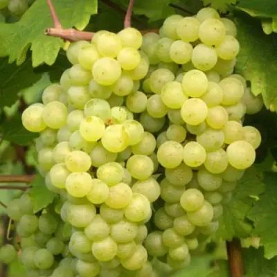 виноград бианка