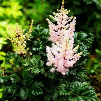 Астильба ЛИЛИПУТ курчавая в Сморгони