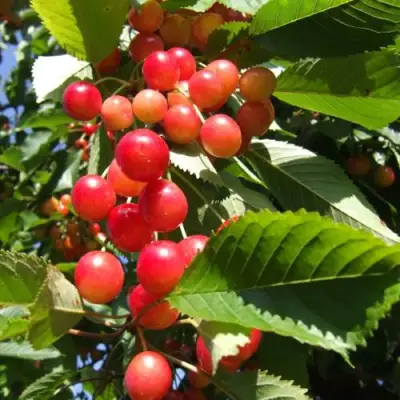 Черешня БРЯНСКАЯ РОЗОВАЯ в Сморгони