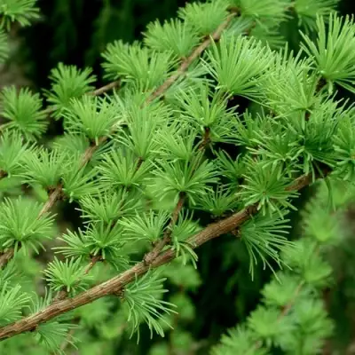 Лиственница европейская в Сморгони