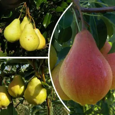 Комплект ТРИ ГРАЦИИ в Сморгони