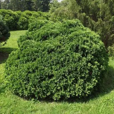 Туя УМБРАКУЛИФЕРА западная в Сморгони