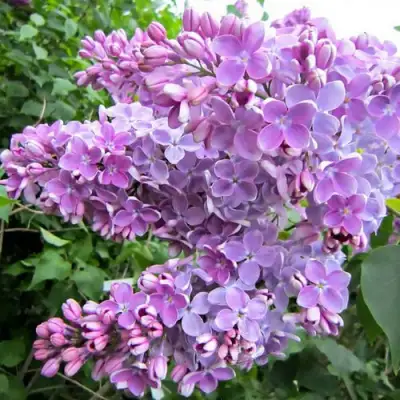 Сирень ОЛЯ в Сморгони