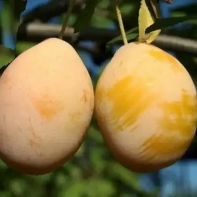 Слива ВАШИНГТОН в Сморгони