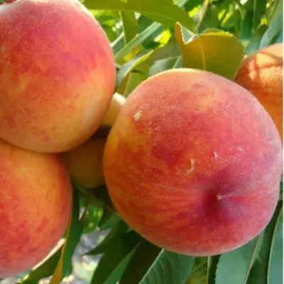 Персик ДИВНЫЙ в Сморгони