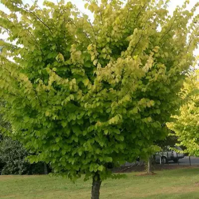 Вяз обыкновенный в Сморгони