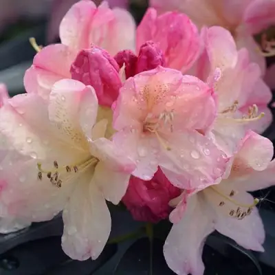 Рододендрон ПЕРСИ ВАЙСМАН в Сморгони