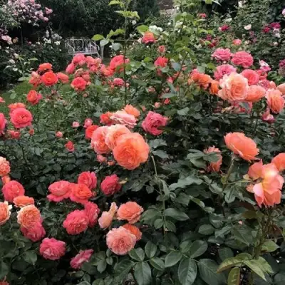 Роза БЕЛЬВЕДЕР шраб в Сморгони