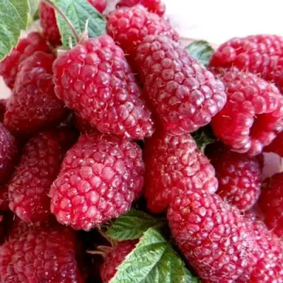 Малина КАСКАД ДЕЛАЙТ в Сморгони