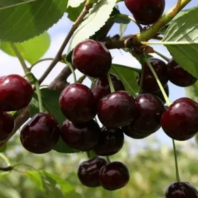Вишня СВЕРДЛОВЧАНКА степная в Сморгони