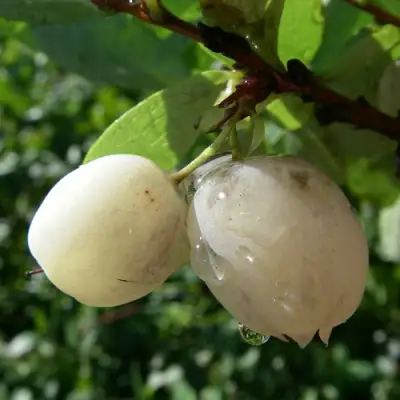 Голубика СНЕГУРОЧКА в Сморгони